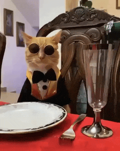 cat getting poured champagne, looking fabulous